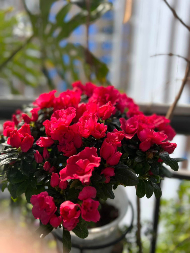 Cận cảnh không gian sống ngập sắc xuân của MC Diễm Quỳnh - Hình 10 Can canh khong gian song ngap sac xuan cua MC Diem Quynh-Hinh-10