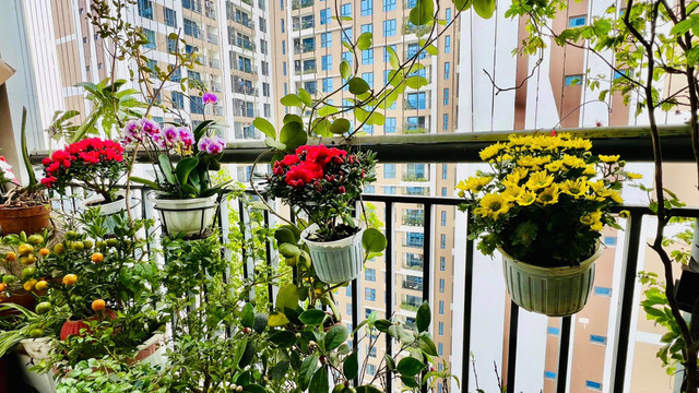 Cận cảnh không gian sống ngập sắc xuân của MC Diễm Quỳnh - Hình 6 Can canh khong gian song ngap sac xuan cua MC Diem Quynh-Hinh-6