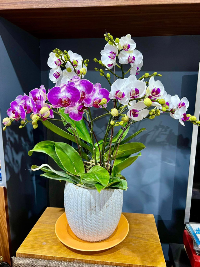 Cận cảnh không gian sống ngập sắc xuân của MC Diễm Quỳnh - Hình 4 Can canh khong gian song ngap sac xuan cua MC Diem Quynh-Hinh-4