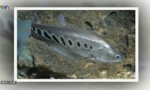 Đặc sản cá thác lác cườm quý ở Hậu Giang Dac san ca thac lac cuom quy o Hau Giang