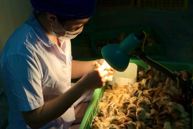Những nghề độc ngành chăn nuôi có thu nhập khủng Nhung nghe doc nganh chan nuoi co thu nhap khung