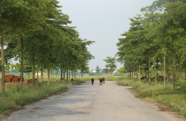 Thủ tướng yêu cầu làm rõ 2.000 ha đất bỏ hoang ở Mê Linh Thu tuong yeu cau lam ro 2.000 ha dat bo hoang o Me Linh