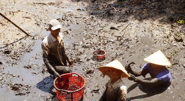 Lặn bùn bắt cá đồng mùa nước cạn thu tiền triệu mỗi ngày Lan bun bat ca dong mua nuoc can thu tien trieu moi ngay
