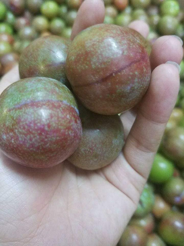 Mận Mộc Châu đầu mùa giá “chát” nhưng khách vẫn tranh mua Man Moc Chau dau mua gia “chat” nhung khach van tranh mua