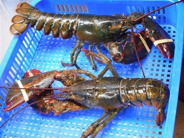 Cherry, việt quất, cua hoàng đế... giá rẻ tranh nhau ở chợ Việt - Hình 7 Cherry, viet quat, cua hoang de... gia re tranh nhau o cho Viet-Hinh-7