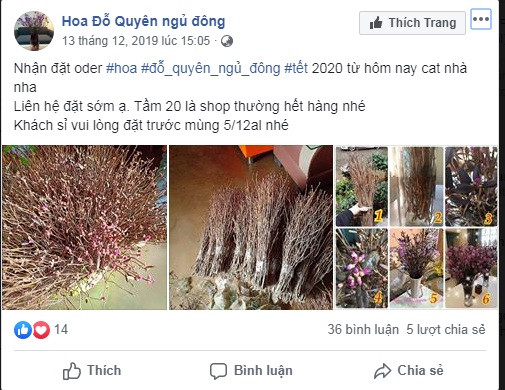 Hoa đỗ quyên ngủ đông bán tràn làn trên mạng Hoa do quyen ngu dong ban tran lan tren mang