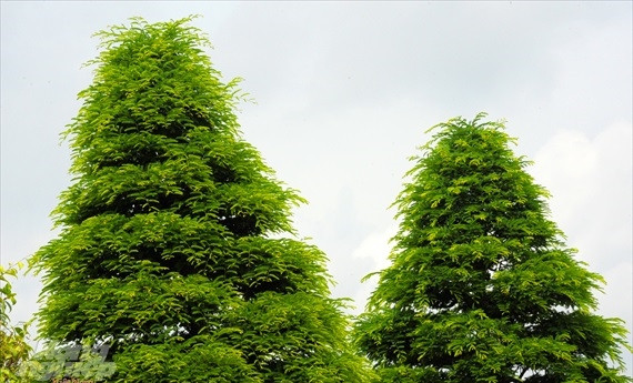 Cap me co nhat Viet Nam duoc tra 10 ty nhung chu khong ban-Hinh-3