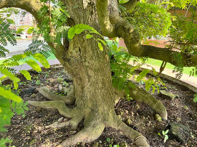 Cap me co nhat Viet Nam duoc tra 10 ty nhung chu khong ban-Hinh-4