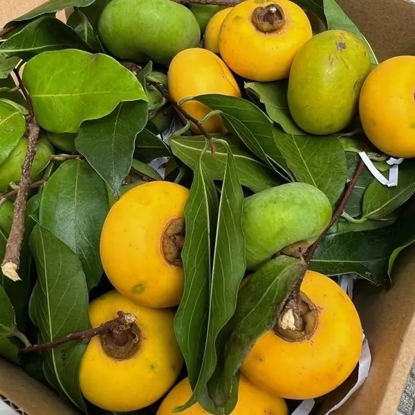 Cận cảnh khu vườn đủ loại trái cây trong biệt thự của Tăng Thanh Hà - Hình 7 Can canh khu vuon du loai trai cay trong biet thu cua Tang Thanh Ha-Hinh-7