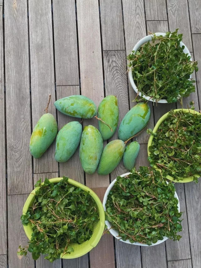 Cận cảnh khu vườn đủ loại trái cây trong biệt thự của Tăng Thanh Hà - Hình 8 Can canh khu vuon du loai trai cay trong biet thu cua Tang Thanh Ha-Hinh-8