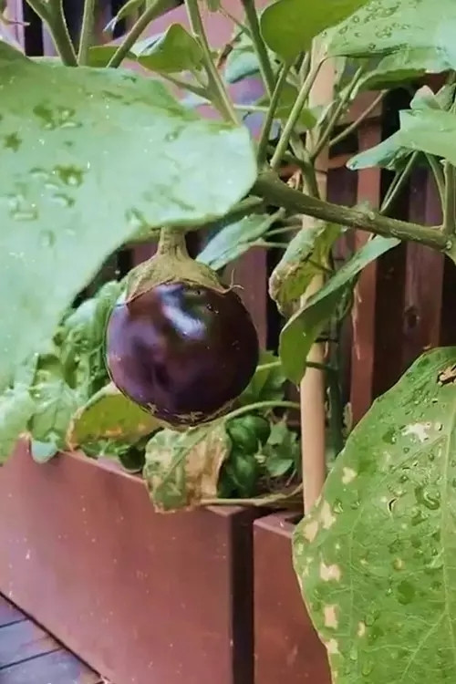 Cận cảnh khu vườn đủ loại trái cây trong biệt thự của Tăng Thanh Hà - Hình 10 Can canh khu vuon du loai trai cay trong biet thu cua Tang Thanh Ha-Hinh-10