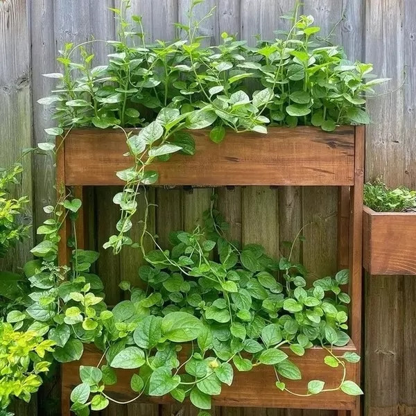 Cận cảnh khu vườn đủ loại trái cây trong biệt thự của Tăng Thanh Hà - Hình 9 Can canh khu vuon du loai trai cay trong biet thu cua Tang Thanh Ha-Hinh-9