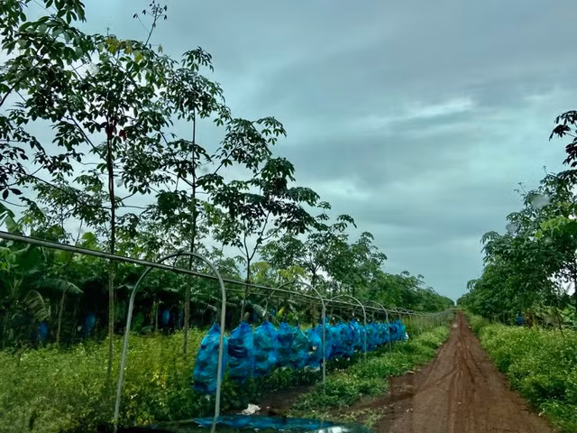 Ben trong trang trai trong chuoi hang nghin ha cua dai gia Doan Nguyen Duc-Hinh-8
