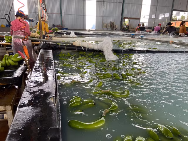 Ben trong trang trai trong chuoi hang nghin ha cua dai gia Doan Nguyen Duc-Hinh-10