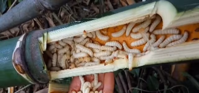 Dac san nhin phat on gia 500.000 dong/kg van chay hang-Hinh-10