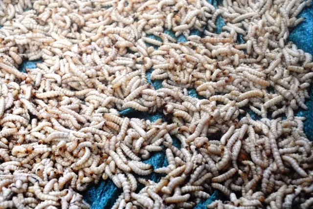 Dac san nhin phat on gia 500.000 dong/kg van chay hang-Hinh-11