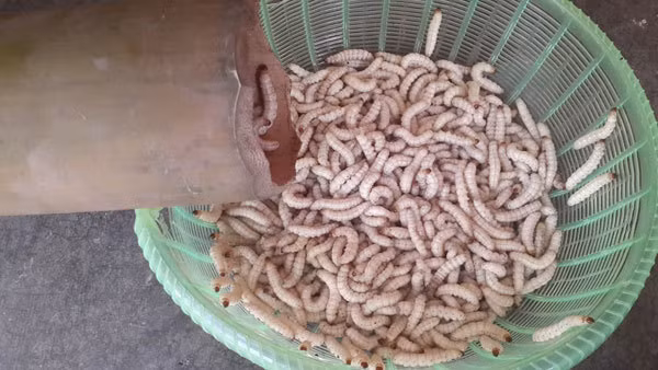 Dac san nhin phat on gia 500.000 dong/kg van chay hang-Hinh-3