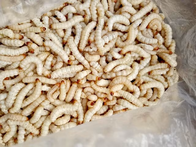 Dac san nhin phat on gia 500.000 dong/kg van chay hang
