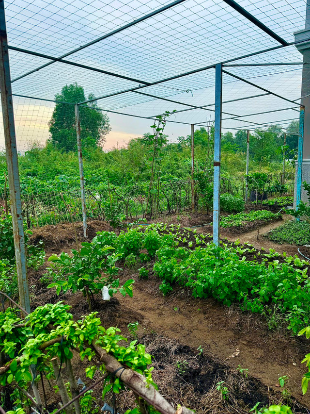 Đã mắt ngắm vườn rau xanh mướt trong biệt thự của Đoàn Di Băng Da mat ngam vuon rau xanh muot trong biet thu cua Doan Di Bang