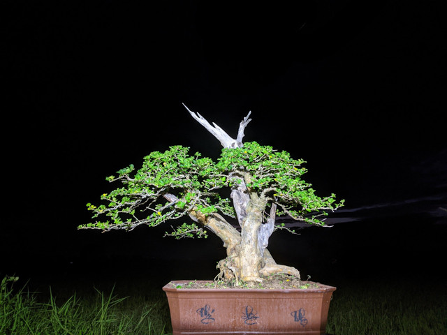 Cây trắc lên chậu thành bonsai tiền tỷ đẹp mê hồn - Hình 9 Cay trac len chau thanh bonsai tien ty dep me hon-Hinh-9