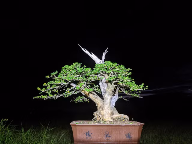 Cây trắc lên chậu thành bonsai tiền tỷ đẹp mê hồn - Hình 9 Cay trac len chau thanh bonsai tien ty dep me hon-Hinh-9