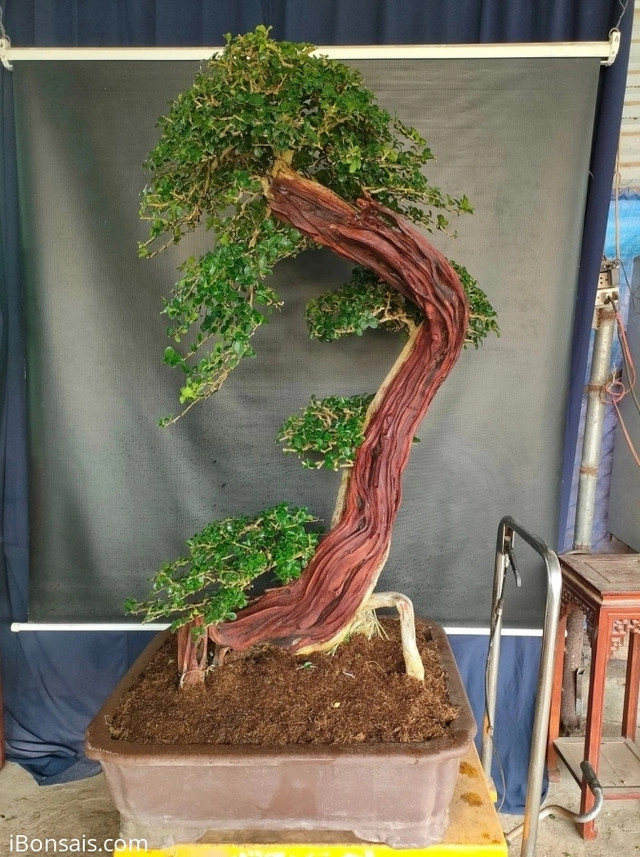 Cây trắc lên chậu thành bonsai tiền tỷ đẹp mê hồn Cay trac len chau thanh bonsai tien ty dep me hon