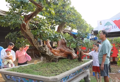 Cây trắc lên chậu thành bonsai tiền tỷ đẹp mê hồn - Hình 7 Cay trac len chau thanh bonsai tien ty dep me hon-Hinh-7