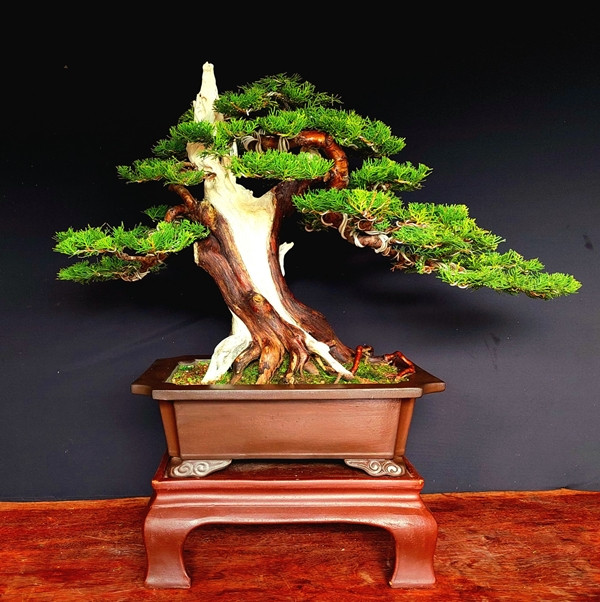 Cây trắc lên chậu thành bonsai tiền tỷ đẹp mê hồn - Hình 8 Cay trac len chau thanh bonsai tien ty dep me hon-Hinh-8