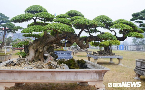 Choáng váng gốc cây thời xưa bỏ đi, nay đắt hơn vàng - Hình 5 Choang vang goc cay thoi xua bo di, nay dat hon vang-Hinh-5