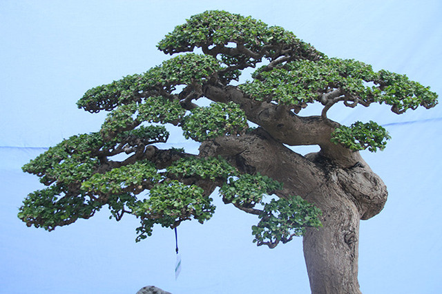 Choáng váng gốc cây thời xưa bỏ đi, nay đắt hơn vàng - Hình 3 Choang vang goc cay thoi xua bo di, nay dat hon vang-Hinh-3