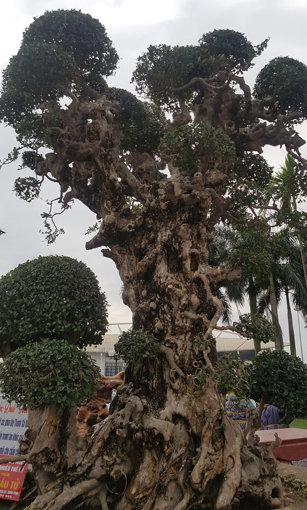 Choáng váng gốc cây thời xưa bỏ đi, nay đắt hơn vàng - Hình 9 Choang vang goc cay thoi xua bo di, nay dat hon vang-Hinh-9