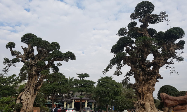 Choáng váng gốc cây thời xưa bỏ đi, nay đắt hơn vàng - Hình 11 Choang vang goc cay thoi xua bo di, nay dat hon vang-Hinh-11