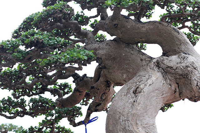 Choáng váng gốc cây thời xưa bỏ đi, nay đắt hơn vàng - Hình 4 Choang vang goc cay thoi xua bo di, nay dat hon vang-Hinh-4