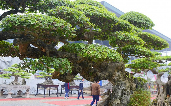 Choáng váng gốc cây thời xưa bỏ đi, nay đắt hơn vàng - Hình 6 Choang vang goc cay thoi xua bo di, nay dat hon vang-Hinh-6