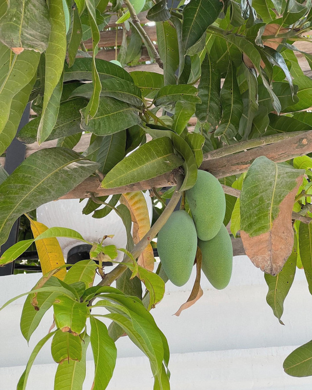 Cận cảnh khu vườn đủ loại trái cây trong biệt thự của Tăng Thanh Hà - Hình 3 Can canh khu vuon du loai trai cay trong biet thu cua Tang Thanh Ha-Hinh-3