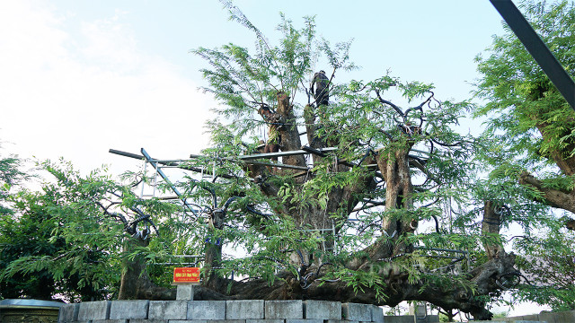 Can canh cu me dang rong bay dang gia tien ty-Hinh-9