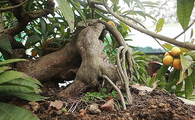 Trứng gà cổ thụ có giá trăm triệu dành cho đại gia dù nhìn như cây dại Trung ga co thu co gia tram trieu danh cho dai gia du nhin nhu cay dai