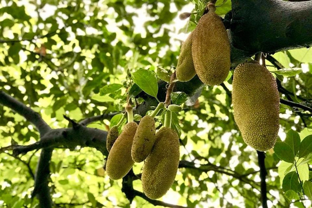 Choáng ngợp khu vườn hàng nghìn m2 của ca sĩ Mỹ Lệ - Hình 10 Choang ngop khu vuon hang nghin m2 cua ca si My Le-Hinh-10