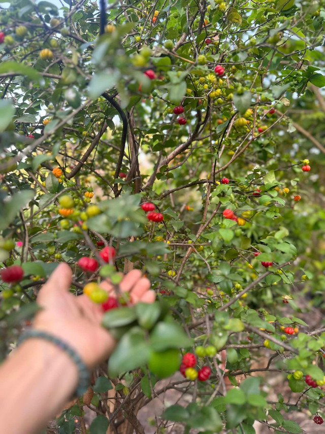 Choáng ngợp khu vườn hàng nghìn m2 của ca sĩ Mỹ Lệ - Hình 6 Choang ngop khu vuon hang nghin m2 cua ca si My Le-Hinh-6