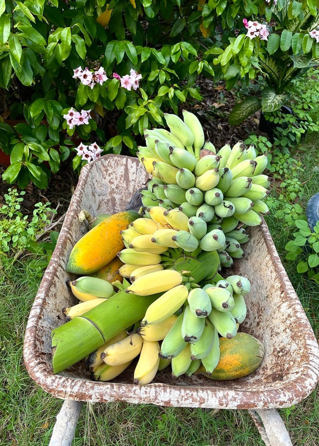 Choáng ngợp khu vườn hàng nghìn m2 của ca sĩ Mỹ Lệ - Hình 11 Choang ngop khu vuon hang nghin m2 cua ca si My Le-Hinh-11