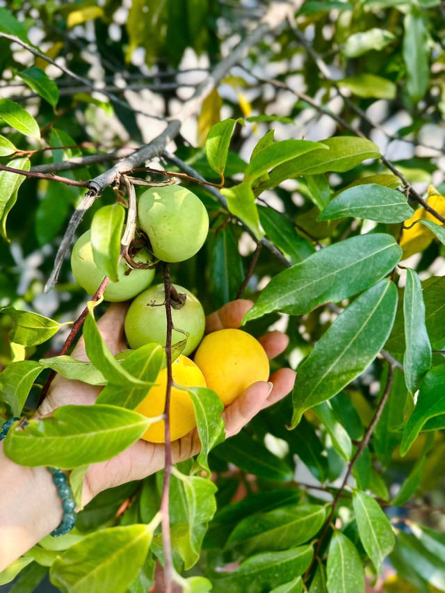 Choáng ngợp khu vườn hàng nghìn m2 của ca sĩ Mỹ Lệ - Hình 7 Choang ngop khu vuon hang nghin m2 cua ca si My Le-Hinh-7