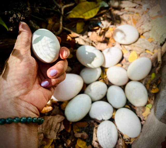 Choáng ngợp khu vườn hàng nghìn m2 của ca sĩ Mỹ Lệ - Hình 12 Choang ngop khu vuon hang nghin m2 cua ca si My Le-Hinh-12