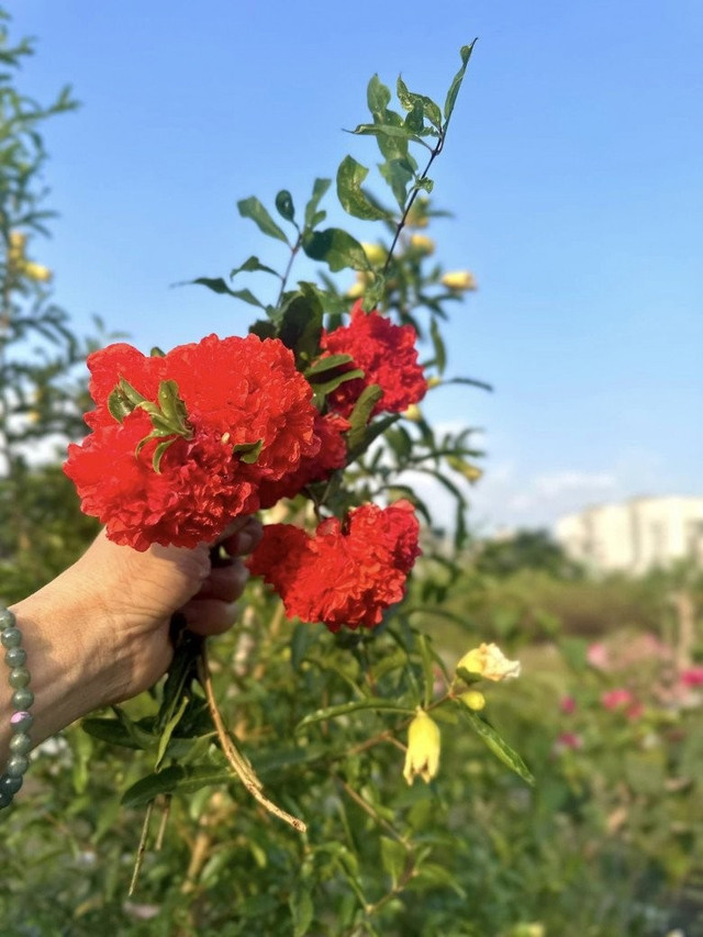 Choáng ngợp khu vườn hàng nghìn m2 của ca sĩ Mỹ Lệ - Hình 5 Choang ngop khu vuon hang nghin m2 cua ca si My Le-Hinh-5