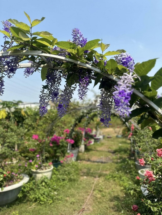 Choáng ngợp khu vườn hàng nghìn m2 của ca sĩ Mỹ Lệ - Hình 4 Choang ngop khu vuon hang nghin m2 cua ca si My Le-Hinh-4