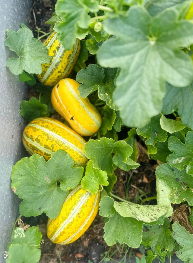 Choáng ngợp khu vườn hàng nghìn m2 của ca sĩ Mỹ Lệ - Hình 3 Choang ngop khu vuon hang nghin m2 cua ca si My Le-Hinh-3