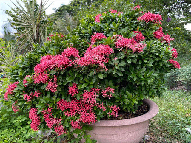 Choáng ngợp khu vườn hàng nghìn m2 của ca sĩ Mỹ Lệ - Hình 9 Choang ngop khu vuon hang nghin m2 cua ca si My Le-Hinh-9