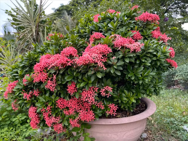 Choang ngop khu vuon hang nghin m2 cua ca si My Le-Hinh-9