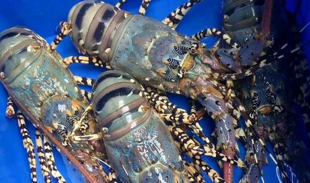 Số phận tôm hùm từng "bi đát" như nào trước khi được trọng sủng? So phan tom hum tung