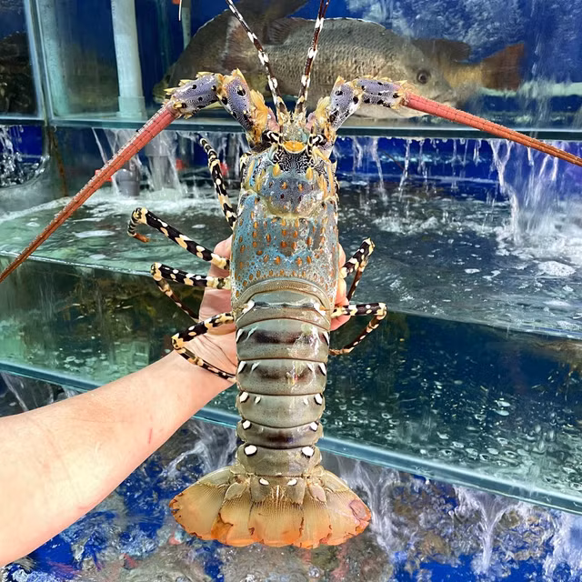 So phan tom hum tung 