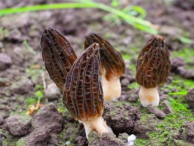 Nấm bụng dê đặc biệt như nào mà có giá 15 triệu đồng/kg? Nam bung de dac biet nhu nao ma co gia 15 trieu dong/kg?